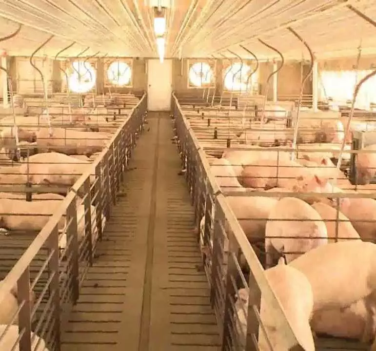 iluminación de granjas porcinas